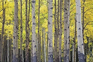 Fall Colors Prints: Aspen Grove in Autumn, Banff National Park, Alberta, Canada