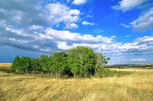 Grove Prints: Aspen grove in the Bodo Hills of the aspen parkland ecoregion of east_central Alberta