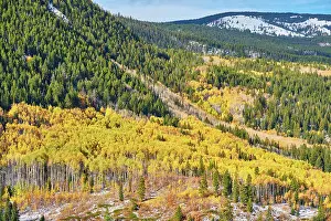 Schoen Prints: Aspen-Hain im Herbst in den Rocky Mountains Aspen grove at autumn in Rocky Mountains