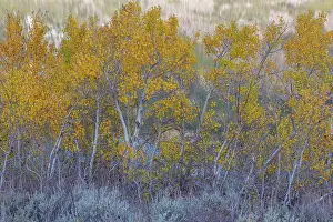 Woody Plant Prints: Aspen Trees, Parker Lake, Ansel Adams Wilderness, California