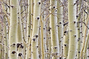Leafless Prints: Aspen trees in winter; Hart Mountain National Antelope Refuge, Oregon