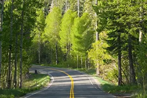 Curve Prints: Aspens trees in the spring and a winding road near Lake Tahoe in California