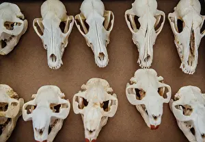 assorted animal skulls for sale at a flea market