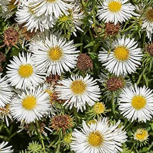 Blossoms Prints: Aster novae-angliae Herbstschnee, Merkel family, Germany