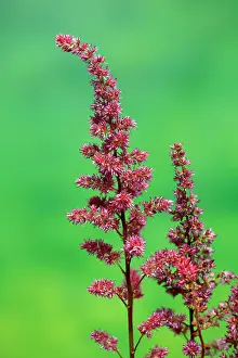 Astilbe (Astilbe), blooming, Ellerstadt, Germany, Europe