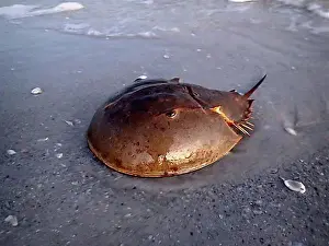 Florida Prints: Atlantic horseshoe crab (Limulus polyphemus) on the beach of Sanibel Island