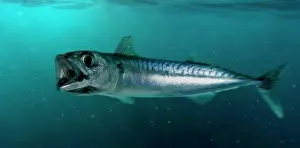 Seas Prints: Atlantic mackerel, Scomber scombrus