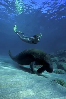 Exposure Prints: Atlantic Ocean Palm Beach Snorkeler with Manatee near reef trichechus manatus