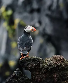 Puffin Prints: atlantic puffin or common puffin on the coast