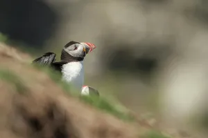 Puffin Prints: Atlantic Puffin (Fratercula arcitica) leaving burrow
