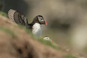 Puffin Prints: Atlantic Puffin (Fratercula arcitica) leaving burrow