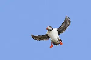 Oceans Prints: Atlantic puffin (Fratercula arctica) in flight landing with spread wings in summer