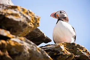 Republic Of Ireland Prints: Atlantic puffin (Fratercula arctica) perching on a cliff