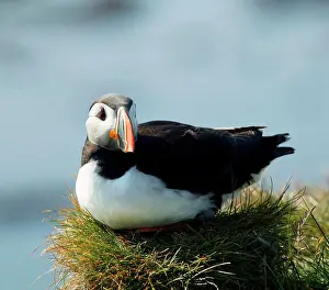 Puffin Prints: Atlantic Puffin Iceland
