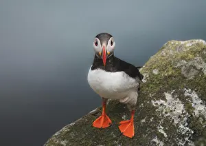 Penguin Prints: Atlantic puffin on the island of Runde in the Norway
