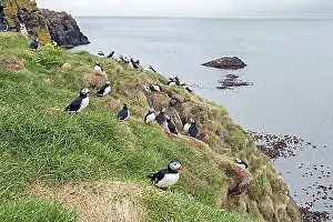 Oceans Prints: Atlantic puffins (Fratercula arctica) nesting in old rabbit holes on slope of sea cliff in seabird colony in summer
