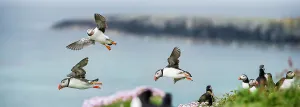 Breeding Prints: Atlantic Puffins (Fratercula arctica) flying on to the cliff top
