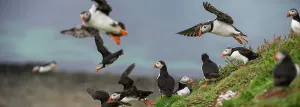 Superstock Prints: Atlantic Puffins (Fratercula arctica) flying on to the cliff top and gathering around burrows