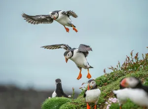 Breeding Prints: Atlantic Puffins (Fratercula arctica) flying on to the cliff top and gathering around burrows