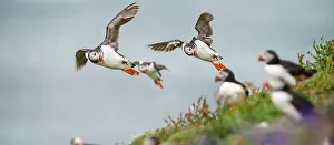 Superstock Prints: Atlantic Puffins (Fratercula arctica) flying on to the cliff top and gathering around burrows
