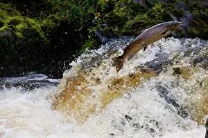 Leaps Prints: Atlantic Salmon (Salmo salar) adult