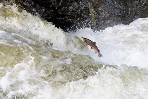 Atlantic Salmon (Salmo salar) adult