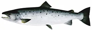 Culinary Prints: Atlantic Salmon (Salmo salar), drawing