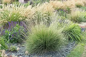 True Grasses Prints: Atlas fescue (Festuca mairei)