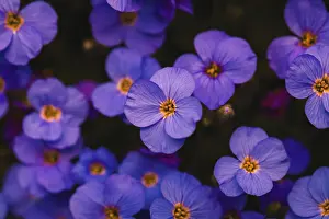 Italien Prints: Aubrieta flower close -up, Aubrieta deltoidea