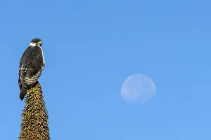 Peaceful Scene Prints: Augur buzzard (Buteo augur). Bale Mountains National Park