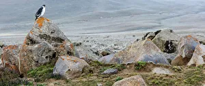 Peaceful Scene Prints: Augur buzzard (Buteo augur). Bale Mountains National Park