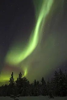 Finland Prints: Aurora Borealis, over snow covered coniferous forest at night, Finland, february