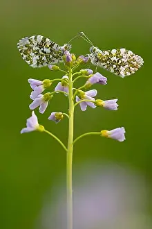 Northern Germany Prints: Aurora butterfly (Anthocharis cardamines) on meadowfoam, Vechta, Lower Saxony, Germany