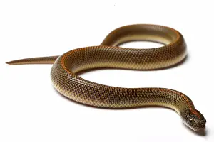 Actions Prints: Aurora House Snake on white background
