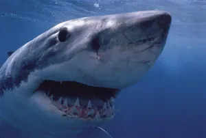 Dangerous Prints: Australia great white shark mouth open teeth Jaws´ face underwater D1993 (Carcharodon carcharias) Spencer Gulf