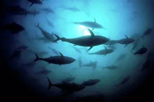 Tuna Prints: Australia, South Australia, Port Lincoln