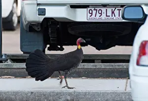 Australasia Prints: Australian Brush-turkey (Alectura lathami) adult
