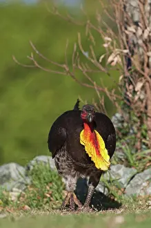 Australasia Prints: Australian Brush-turkey (Alectura lathami) adult