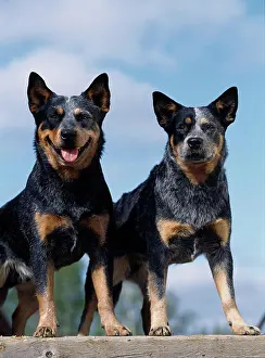Australian Cattle Dog, AKC, 2-year-old Sky and 1-year-old Shiloh photographed in Fairbanks