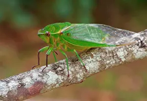 Australasia Prints: Australian Green Grocer Cicada (Cyclochila australasiae) Green Monday form