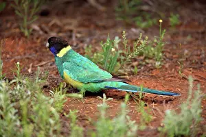 Australasia Prints: Australian Ringneck (Barnardius zonarius) adult
