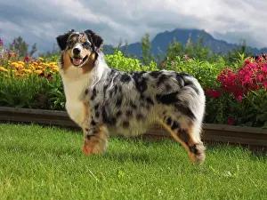 Canine Prints: Australian Shepherd, AKC, 1-year-old Lily photographed in Palmer