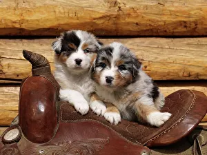 Canines Prints: Australian Shepherds, AKC, five-week-old puppies photographed in Fairbanks