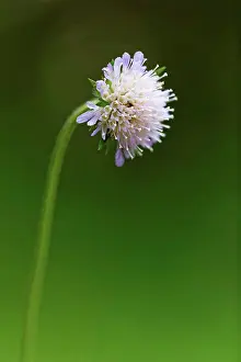 Widow Prints: Austria, Scabious flower, close up