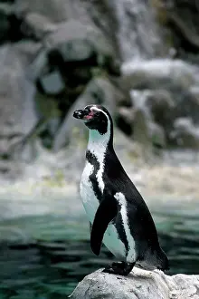 Capital Cities Prints: Austria, Vienna, Schonbrunn Zoo, Humboldt Penguin perching on rock