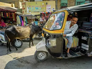 Street Scene Prints: Auto rickshaw driver posing in his rickshaw with a cow on the street; Jaisalmer
