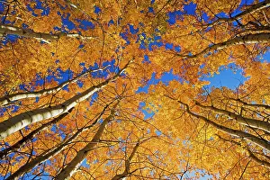 Reede Prints: autumn, aspen trees in Birds Hill Provincial Park, Manitoba, Canada