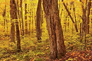 Quebec Prints: Autumn color in maple hardwood forest