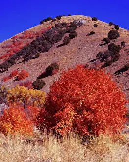 National Forest Prints: Autumn colors of Bigtooth Maple