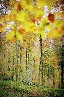 Veneto Prints: Autumn colors in the lush forest of Cansiglio, Treviso province, Veneto, Italy, Europe